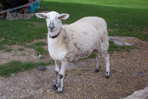Ewe Lamb Unknown Breed