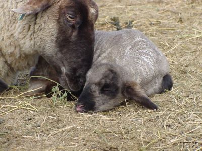 Ewe Loving Lamb