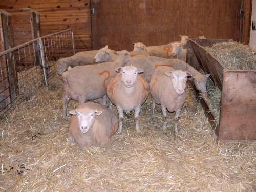 Ewe Management at Cornell