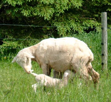 Ewe Nurseing Lamb