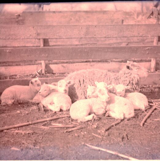 Ewe with 7 Lambs