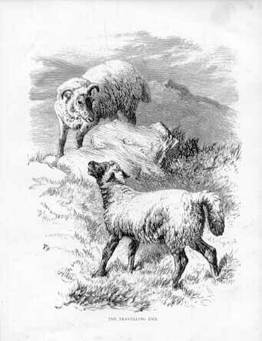 Ewe with Lamb