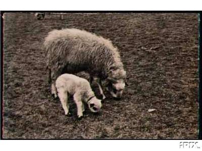 Ewe with Lamb Eating