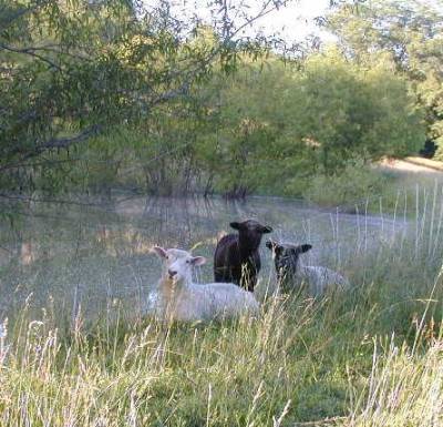 Ewe with Lambs Resting on Dam