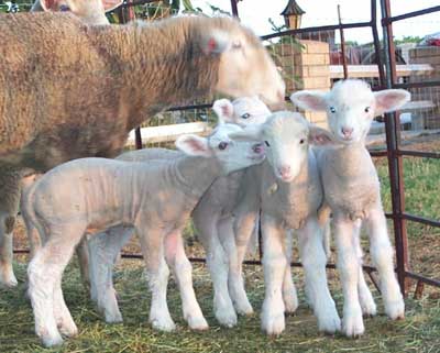 Ewe with Quads