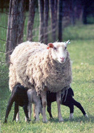 Ewe with Triplets1