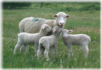 Ewe with Triplets 2