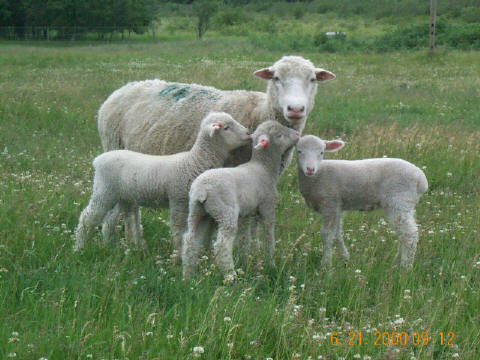 Ewe with Triplets White