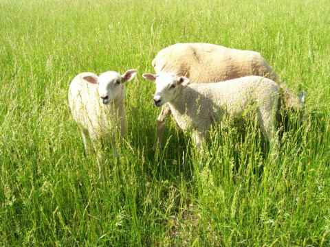 Ewe with Twin Ewe Lambs