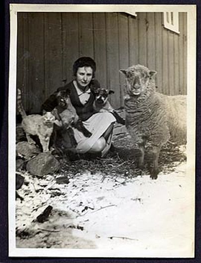 Ewe with Twins and Cat