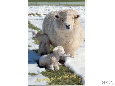 Ewe with Twins in Snow