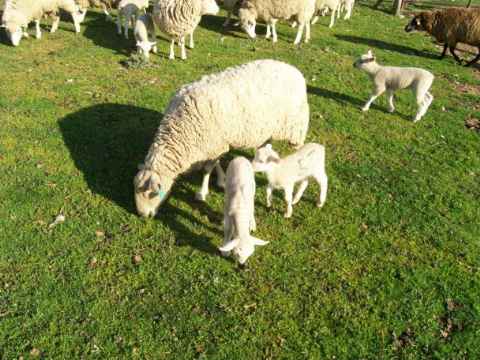 Ewe with White Twins