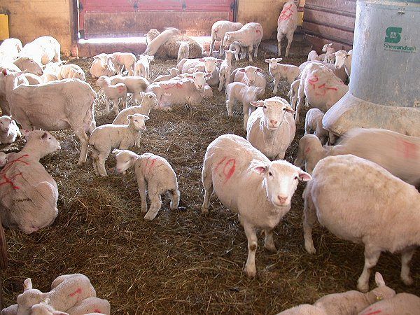 Ewes and Lambs Cornell Sheep