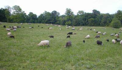 Ewes and Lambs in Mo