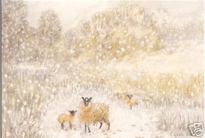 Ewes and Lambs in the Snow