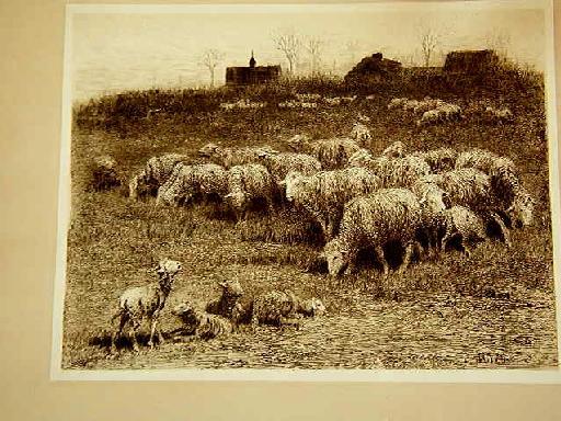 Ewes and Lambs Seperate Sheep