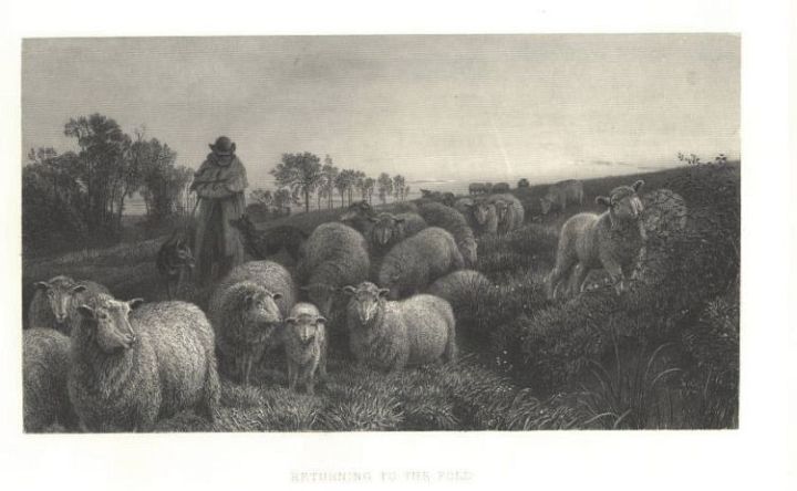 Ewes Dog Shepherd Lambs