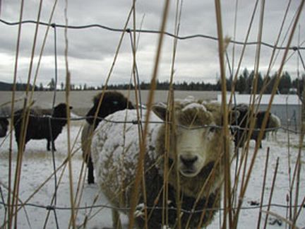 Ewes in Snow