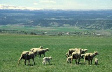Ewes Lambs in Colorado