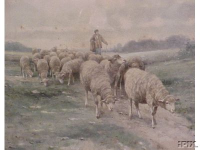 Ewes on Pasture Track