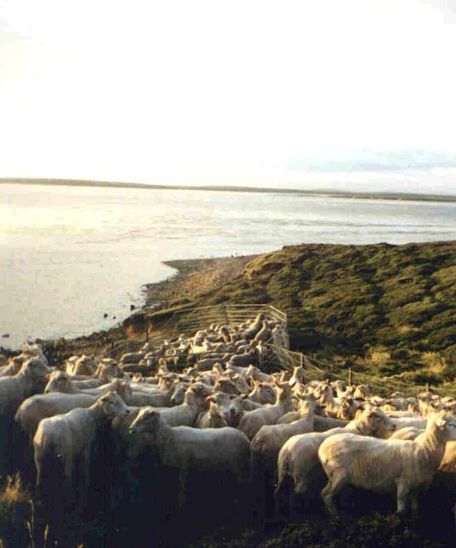 Ewes on the Faulklands