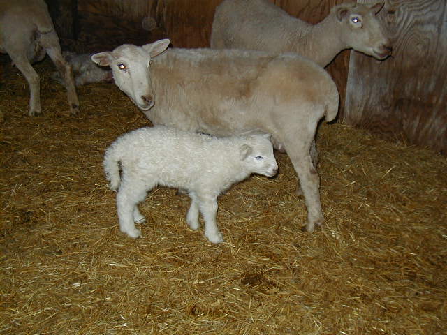 Ewes with 1 Lamb in the Barn