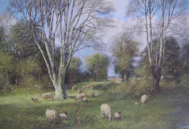 Ewes with Lambs Graze Wooded Pasture