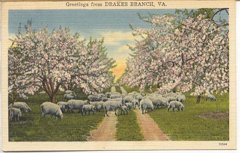 Ewes with Lambs in Cherry Orchard