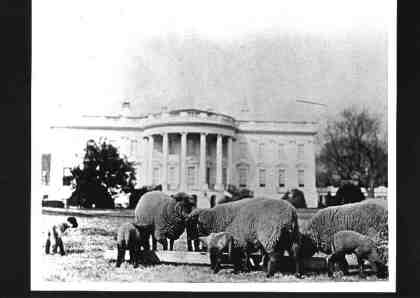 Ewes with Lambs on the Whitehouse Lawn