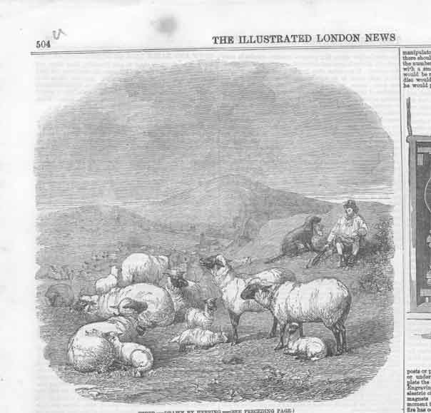 Ewes with Lambs Shepherd with Dog