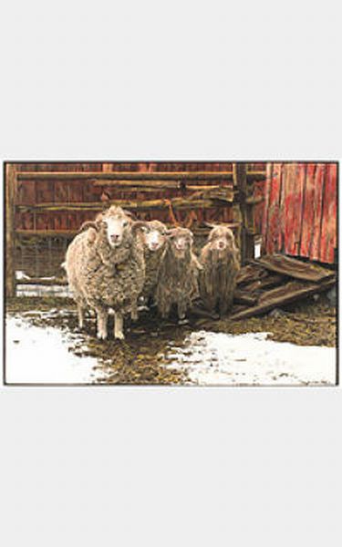 Family Sheep Picture