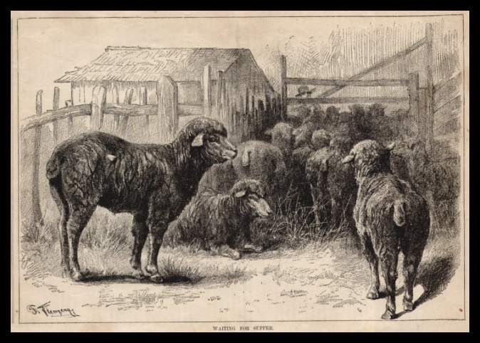 Farmer with Sheep