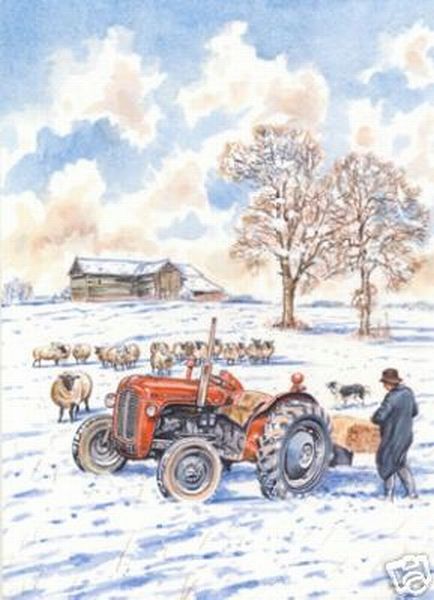 Farmer with Tractor and Hay Feeds Sheep