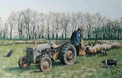 Farmer with Tractor Feeds Sheep Hay in Spring