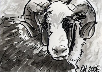 Faroese Longhair Sheep