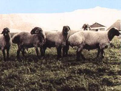 Fat Tailed Sheep