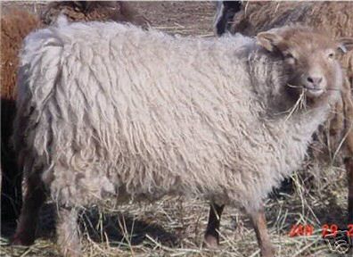 Fawn Shetland Ewe