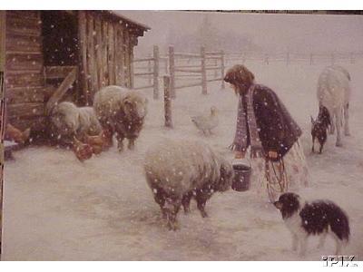 Feeding Sheep in Snow