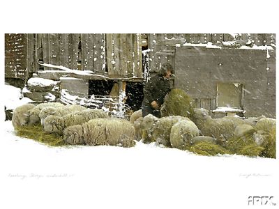 Feeding Sheep in Snow1