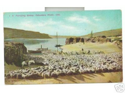 Ferrying Sheep Columbia River Oregon