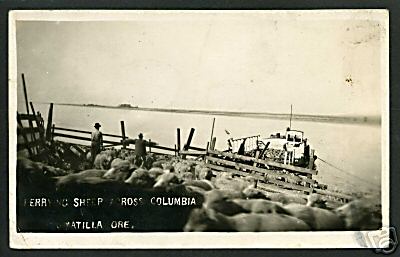 Ferrying Sheep Columbia River Umatilla Oregon Rppc