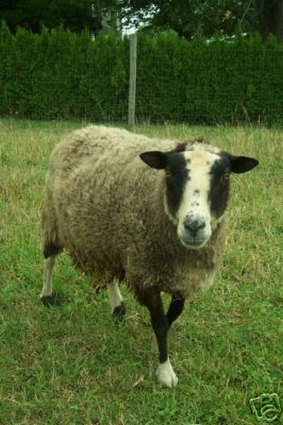 Finn Sheep Named Hamlet