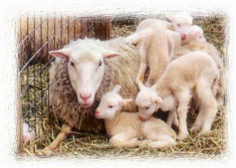 Finnsheep Ewe with Quads