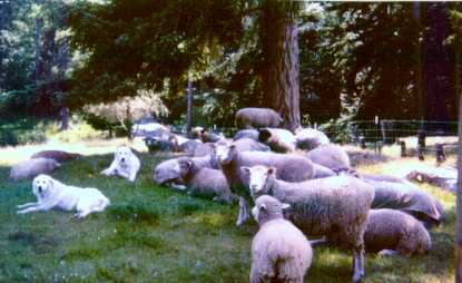 Fleece Flock at Reflection Farm