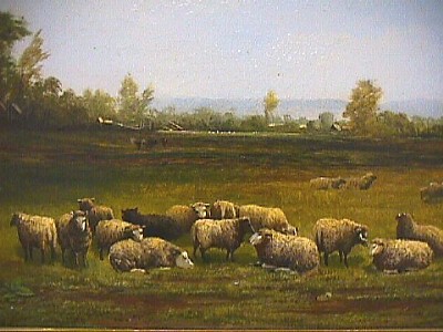Flock of Sheep Bedding Down