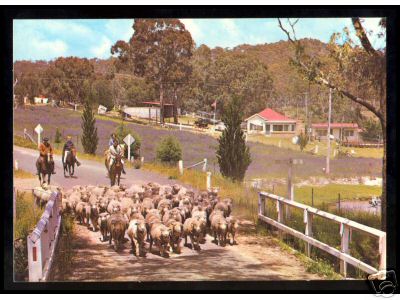 Flock of Sheep Crossing a Bridge in Australia