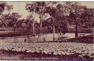 Flock of Sheep in NSW