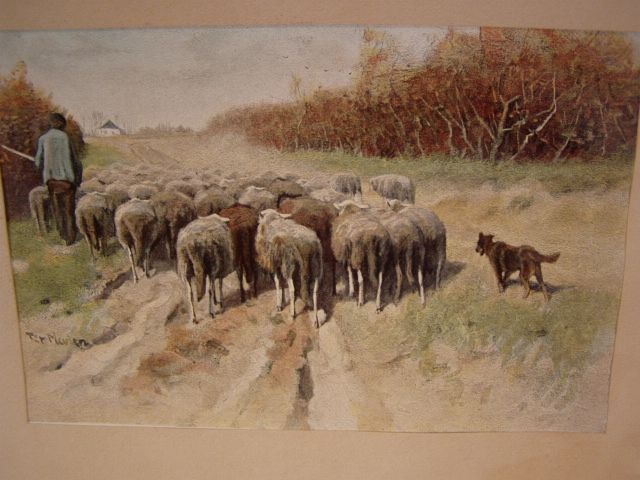 Flock of Sheep on a Dirt Rd