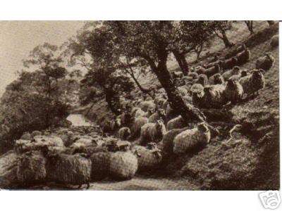 Flock of Sheep on a Roadside Track