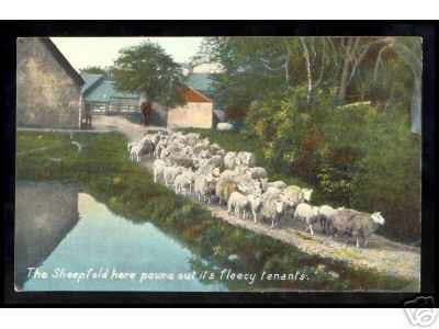 Flock of Sheep on Path By Water